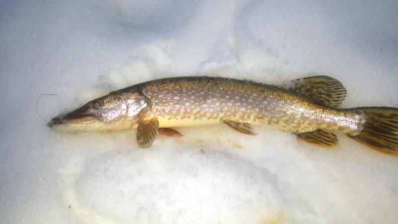 Прикрепленное изображение