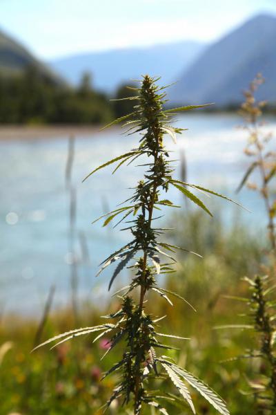 Прикрепленное изображение