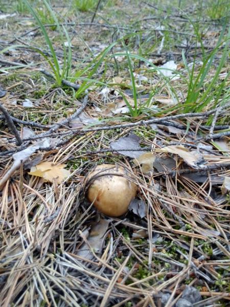 Прикрепленное изображение