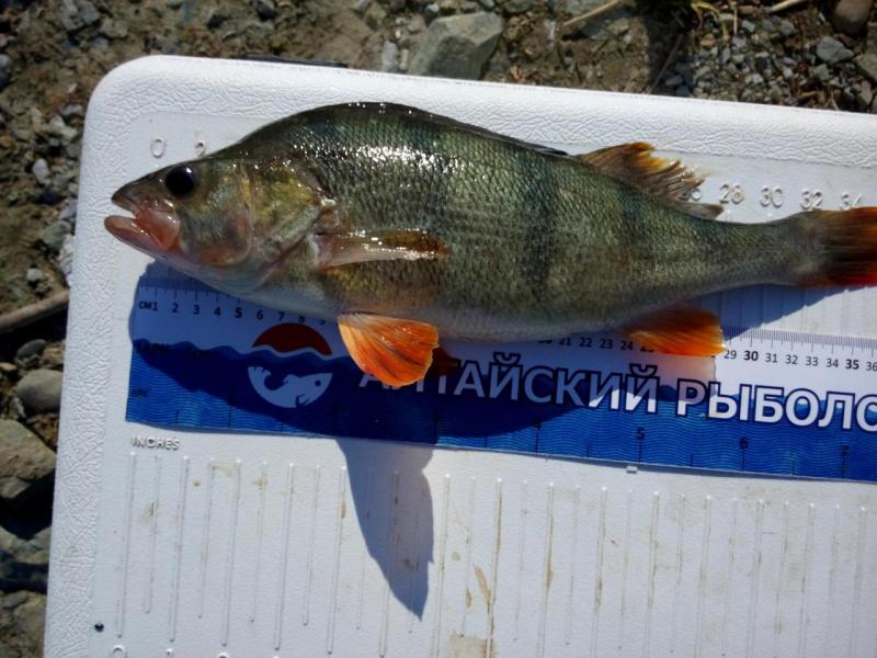 Прикрепленное изображение