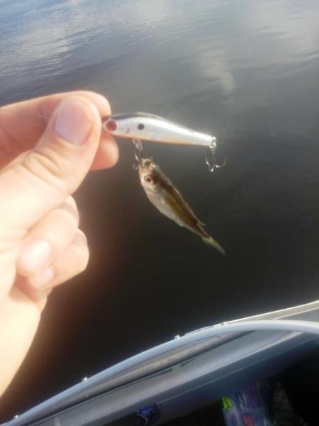 Прикрепленное изображение