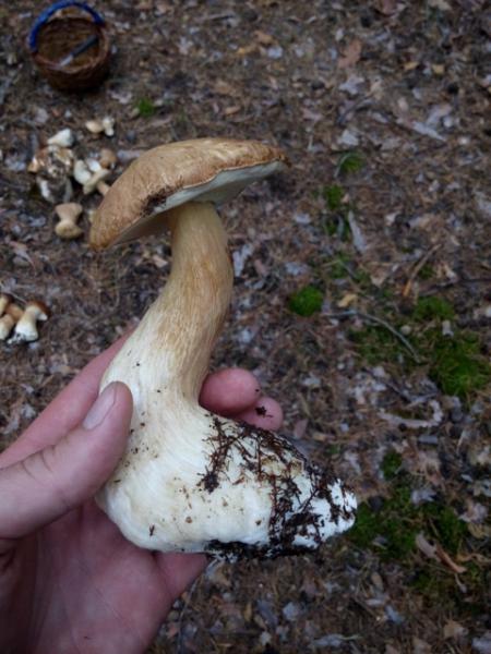 Прикрепленное изображение