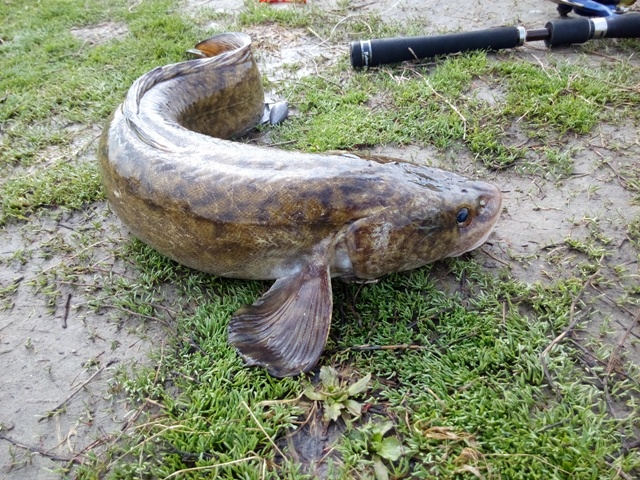 Прикрепленное изображение