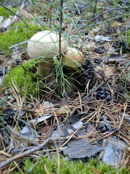 Прикрепленное изображение