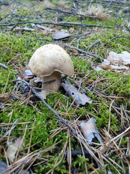 Прикрепленное изображение