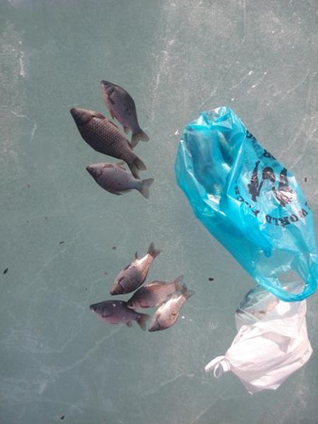 Прикрепленное изображение