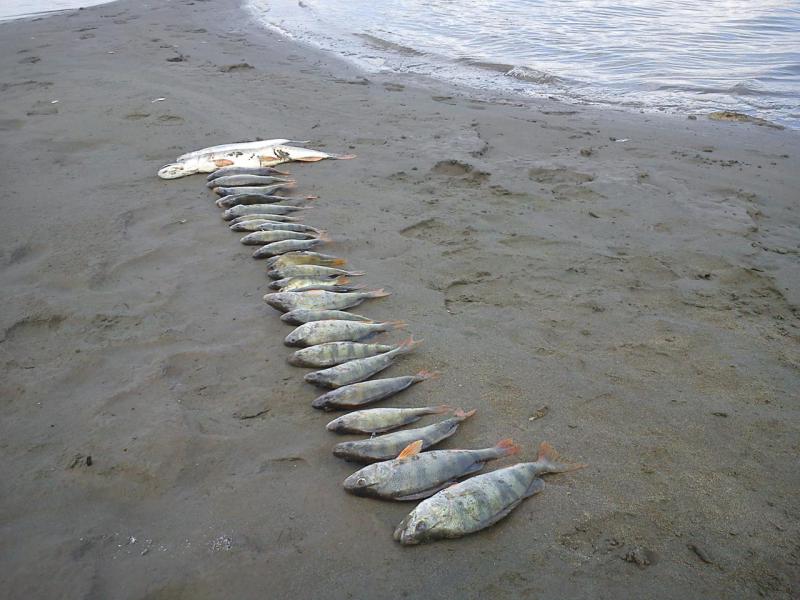 Прикрепленное изображение