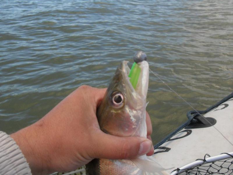 Прикрепленное изображение