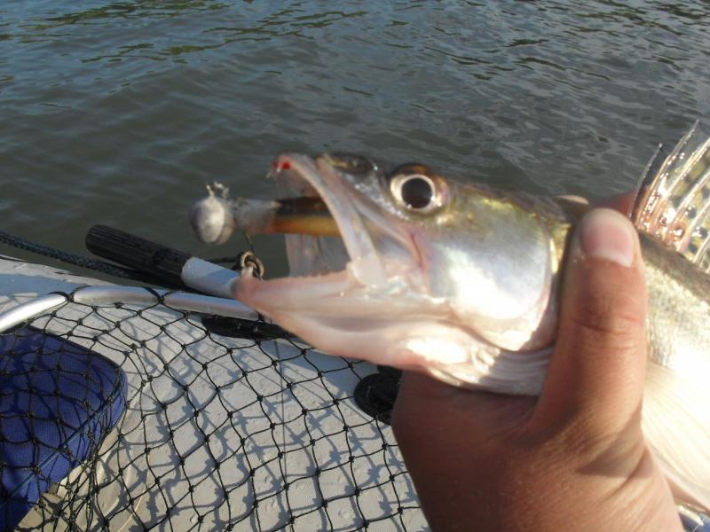 Прикрепленное изображение