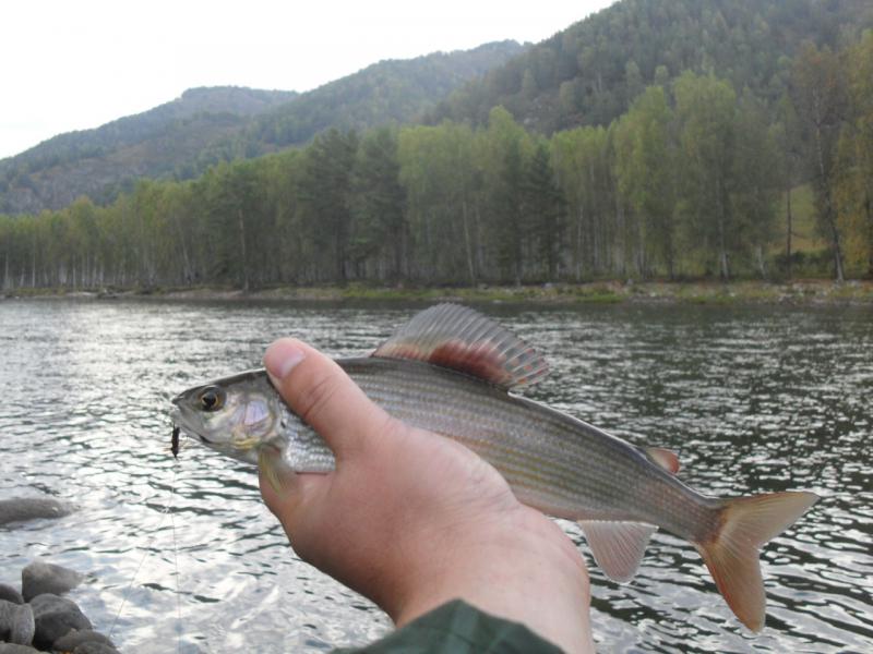 Прикрепленное изображение