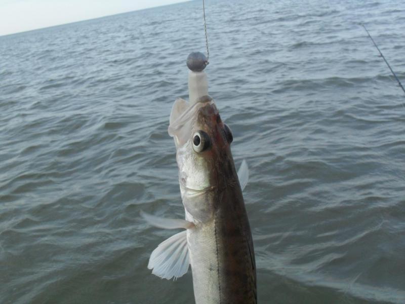 Прикрепленное изображение