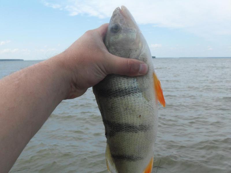 Прикрепленное изображение