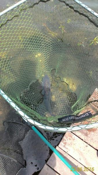 Прикрепленное изображение