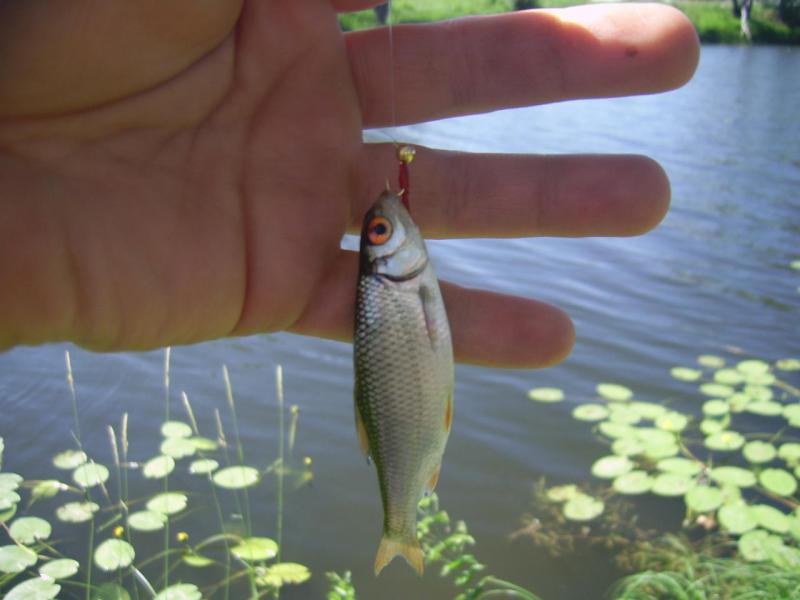 Прикрепленное изображение