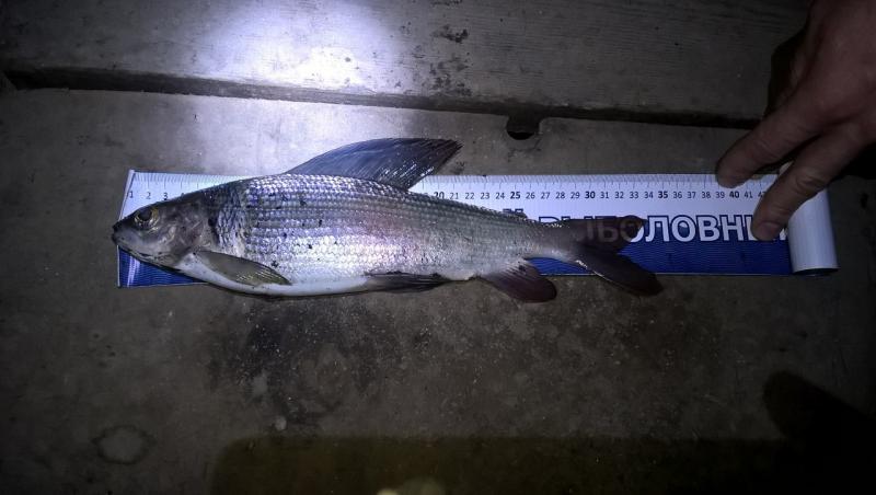 Прикрепленное изображение