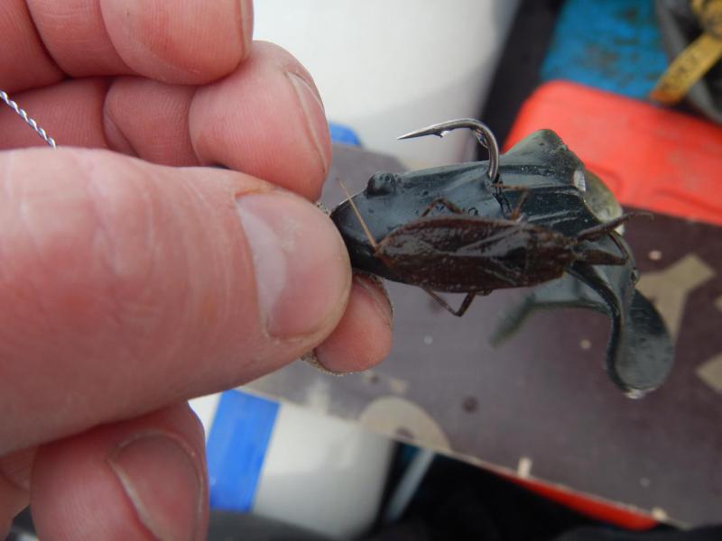 Прикрепленное изображение