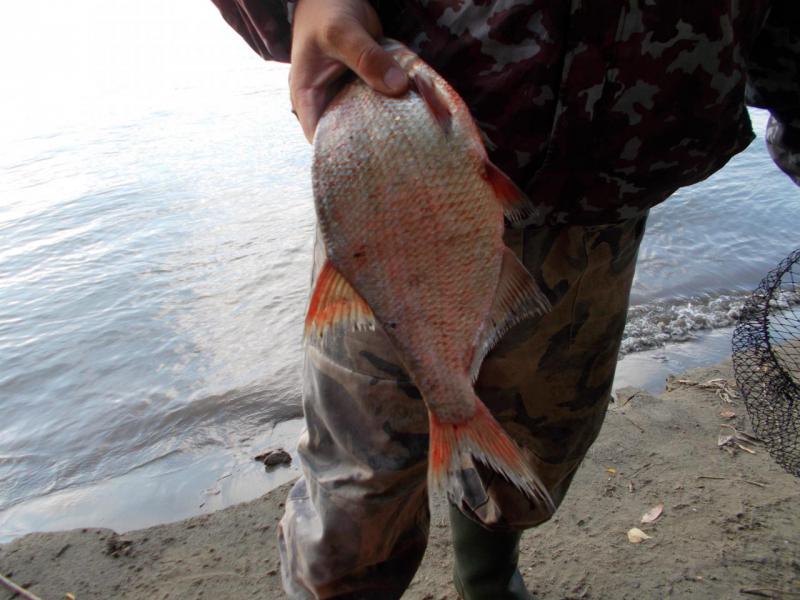 Прикрепленное изображение