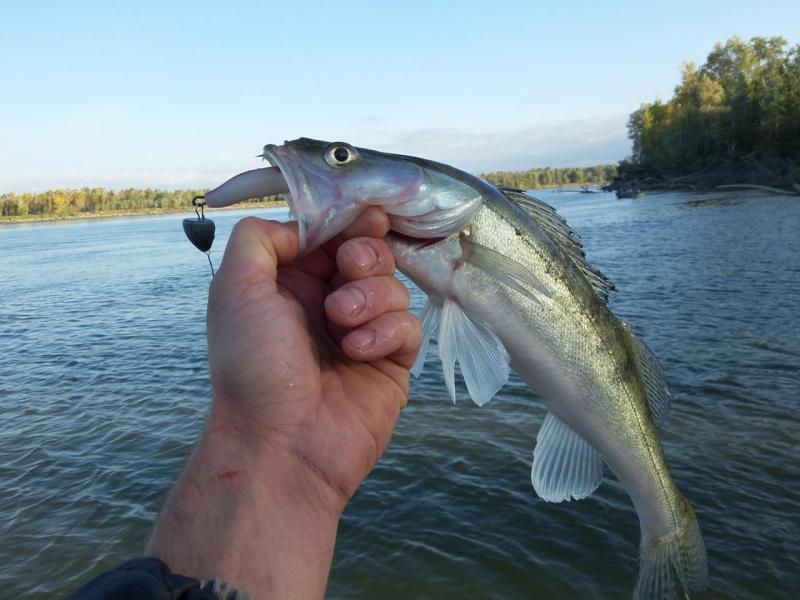 Прикрепленное изображение