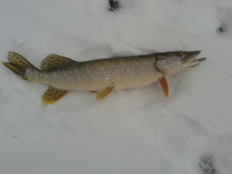 Прикрепленное изображение