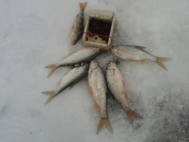 Прикрепленное изображение