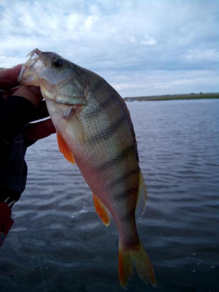 Прикрепленное изображение