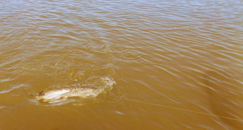 Прикрепленное изображение