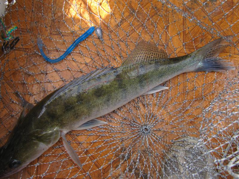 Прикрепленное изображение