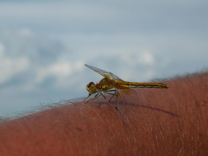 Прикрепленное изображение