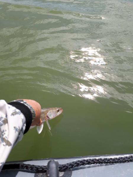 Прикрепленное изображение