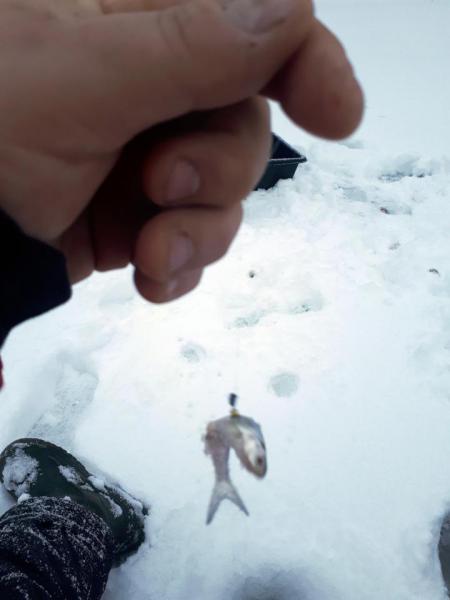 Прикрепленное изображение