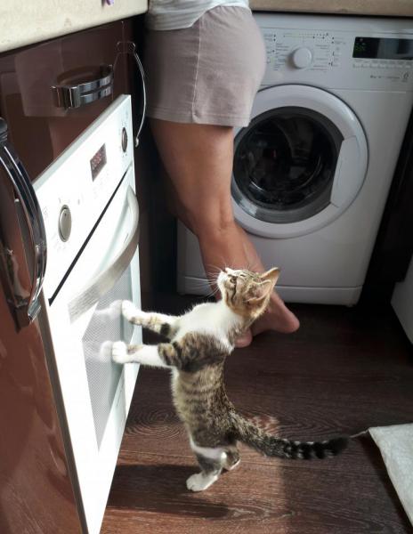 Прикрепленное изображение