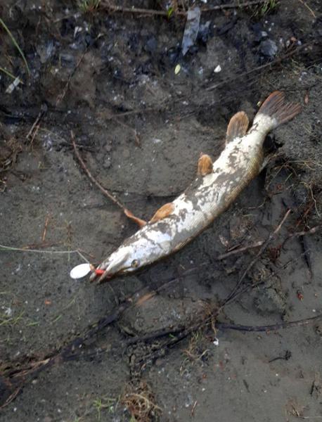 Прикрепленное изображение