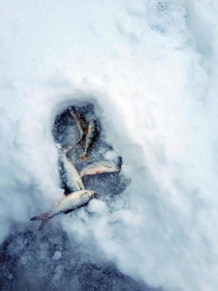 Прикрепленное изображение