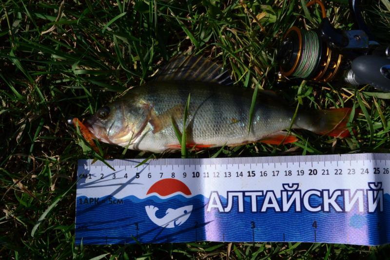 Прикрепленное изображение