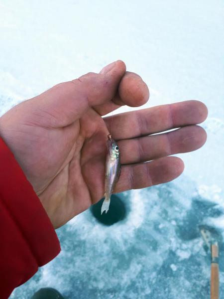 Прикрепленное изображение