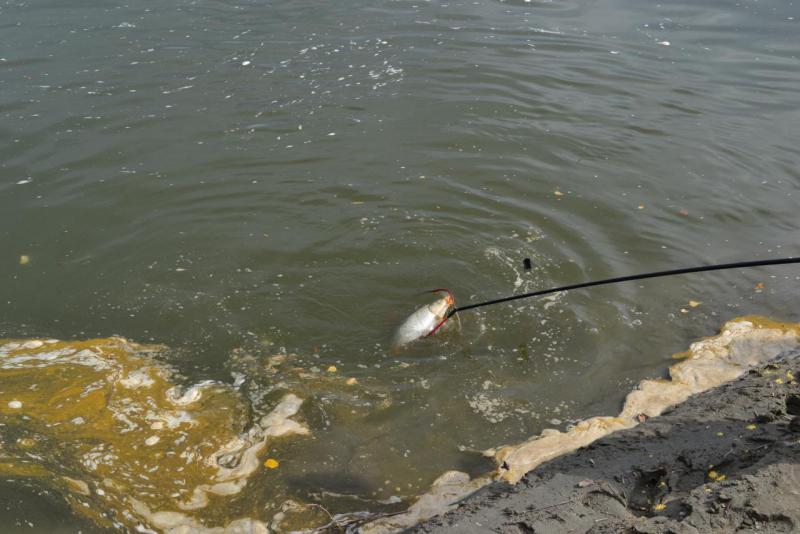 Прикрепленное изображение