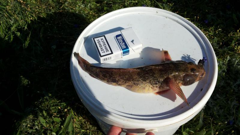 Прикрепленное изображение