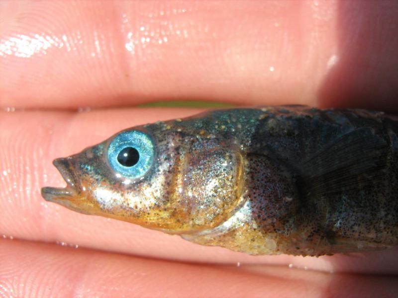 Прикрепленное изображение