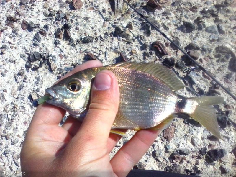 Прикрепленное изображение