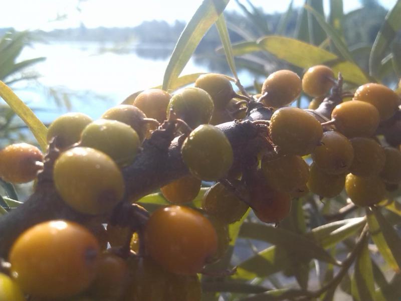 Прикрепленное изображение