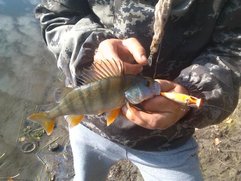 Прикрепленное изображение