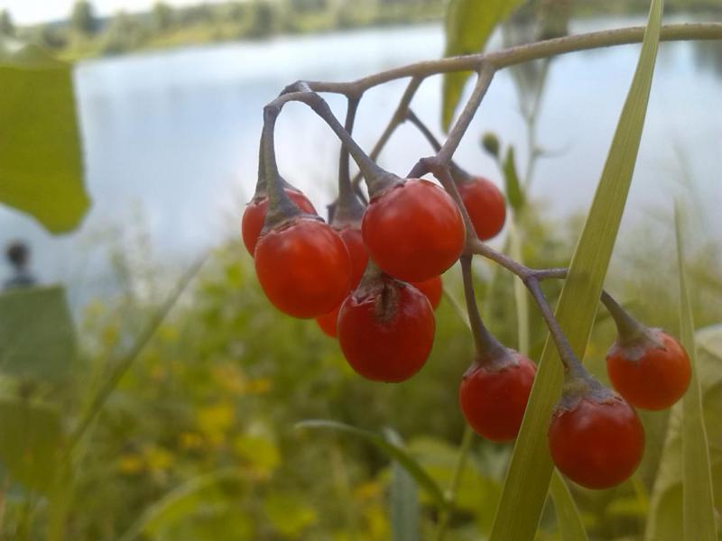 Прикрепленное изображение