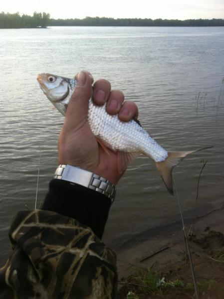 Прикрепленное изображение