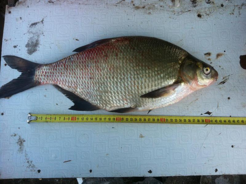 Прикрепленное изображение