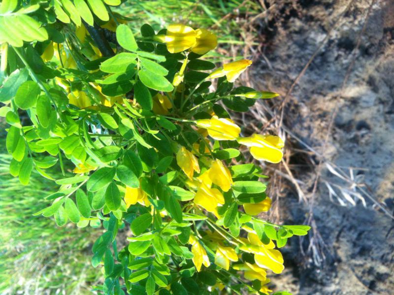 Прикрепленное изображение