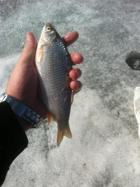 Прикрепленное изображение