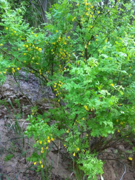 Прикрепленное изображение