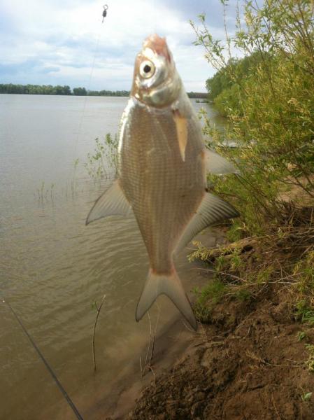 Прикрепленное изображение