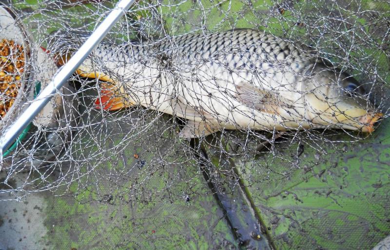 Прикрепленное изображение