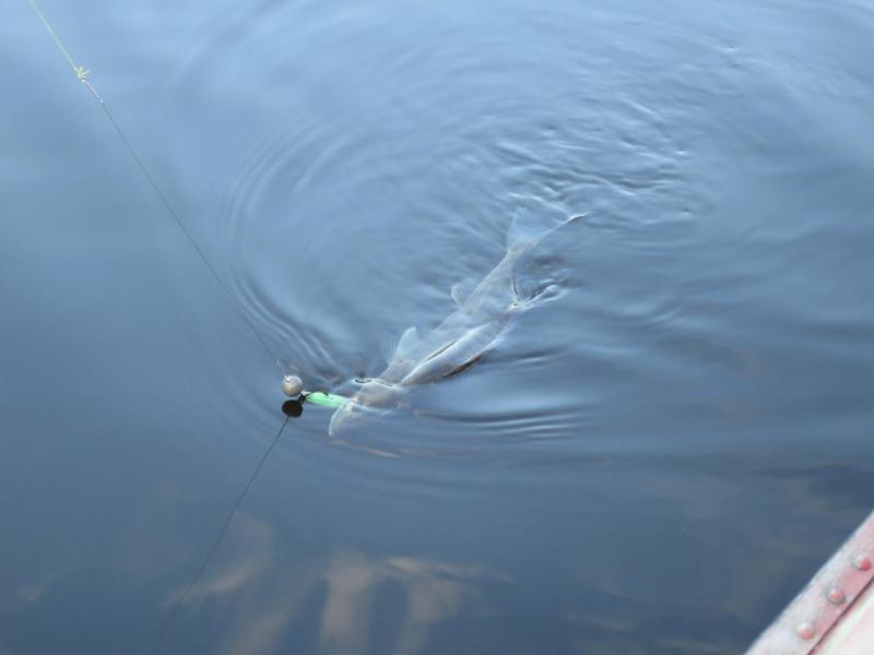 Прикрепленное изображение